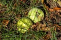 rotten apples in the garden on the grass. fallen bad apples in the garden. Royalty Free Stock Photo