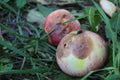 Rotten apples on the ground in autumn