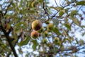 Rotten apples hang from a tree in autumn