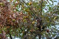 Rotten apples hang from a tree in autumn