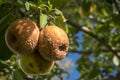 Rotten apples on the tree Royalty Free Stock Photo