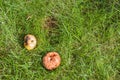 Rotten apples that has fallen from an apple tree in high green grass Royalty Free Stock Photo