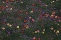 Rotten apples and leaves litter fall grass Royalty Free Stock Photo