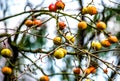 Rotten apples left on a tree