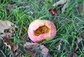 Rotten apples lying on the grass. Ecological fruit outdoors Royalty Free Stock Photo