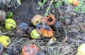 Rotten apples lying on the grass. Ecological fruit outdoors Royalty Free Stock Photo