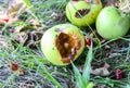 Rotten apples lying on the grass. Ecological fruit outdoors Royalty Free Stock Photo