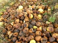 Rotten apples in a meadow in autumn