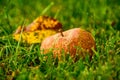 rotten apples in a meadow in autumn in Germany