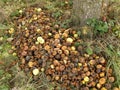 Rotten apples in a meadow in autumn