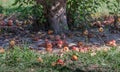 Rotten apples under a apple tree