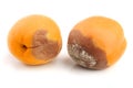 Rotten apricot isolated on white background closeup