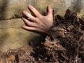 From rotten autumn leaves climb up  girl hands Royalty Free Stock Photo