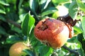 Rotten bad apple on a tree Royalty Free Stock Photo