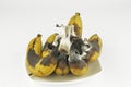 Rotten banana with fungus