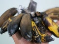 almost rotten bananas with blackish hues and a little mold, on the hands