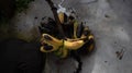 rotten bananas are left on the cement floor