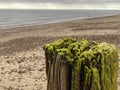 Rotten beach post