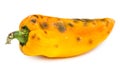 Rotten bellpepper isolated on white Royalty Free Stock Photo