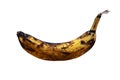 Rotten black-yellow banana  isolated on a white background. Royalty Free Stock Photo