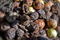 Broken fruit and vegetables in composter in the garden