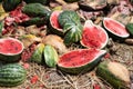 Watermelons,Rotten and broken watermelons.A pile of rubbish full of watermelons