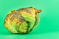 Rotten cabbage, green background