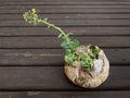 Rotten cabbage loaf with young flowering sprout