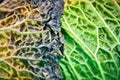 Rotten cabbage, macro, close up