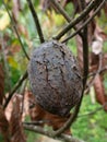Rotten Cacao Pod Attached on Tree.