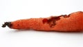 Rotten carrot bited by insect