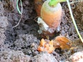 Rotten carrots in the ground