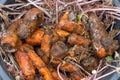 Rotten carrots. Spoiled moldy vegetable waste. Wasted sweaty mouldy food in close-up. Rotting vegetables