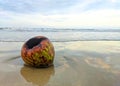 Rotten coconuts on the beach Royalty Free Stock Photo