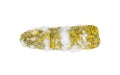 Rotten corn with fungus Royalty Free Stock Photo