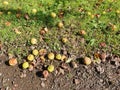 Rotten crab apples Royalty Free Stock Photo