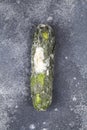 Rotten cucumber on dark background Royalty Free Stock Photo