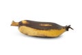 Rotten cultivated banana isolated on white background with clipping path Royalty Free Stock Photo