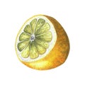 Rotten cut lemon. Hand drawn watercolor illustration of putrid tropic fruit isolated on white background. Half of mold Royalty Free Stock Photo