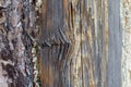 Rotten damaged wood texture Royalty Free Stock Photo