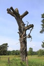 Rotten, dead tree on a meadow in sand dunes of Sandweier, Baden-Baden Royalty Free Stock Photo