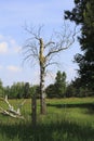 Rotten, dead tree on a meadow in sand dunes of Sandweier, Baden-Baden Royalty Free Stock Photo