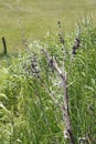 Rotten, dead tree on a meadow in sand dunes of Sandweier, Baden-Baden Royalty Free Stock Photo