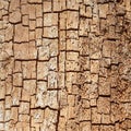 Rotten dead tree wood Royalty Free Stock Photo