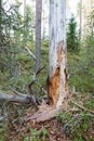 Rotten dead wood tree in forest Royalty Free Stock Photo