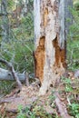 Rotten dead wood tree in forest Royalty Free Stock Photo