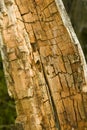 Rotten and decomposed oak wood Royalty Free Stock Photo