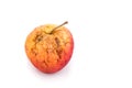 Rotten and decomposing red apple on white background Royalty Free Stock Photo