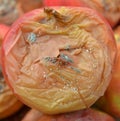 Rotten disgusting apple, many apple Royalty Free Stock Photo