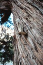 Old tree closeup and wood texture, Rotten driftwood